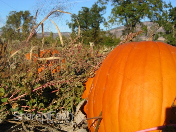 Harvest Pumpkin Background