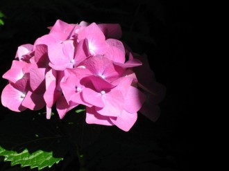 Pink Hydrangea Background Photo
