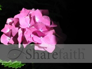 Pink Hydrangea Background Photo
