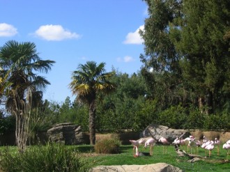 Birds Gather Under Palms
