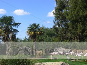 Birds%20Gather%20Under%20Palms