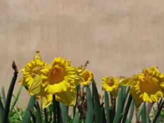 Yellow Daffodils Background Image