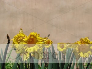 Yellow%20Daffodils%20Background%20Image