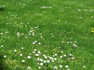 Grassy Field with White Flowers