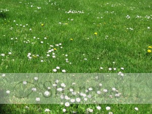 Grassy Field with White Flowers