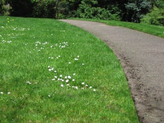 Grassy%20Lawn%20with%20Path