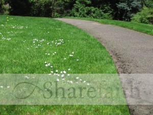 Grassy Lawn with Path