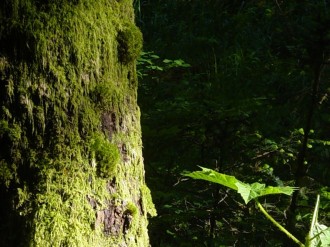 Soft%20Light%20on%20a%20Mossy%20Tree