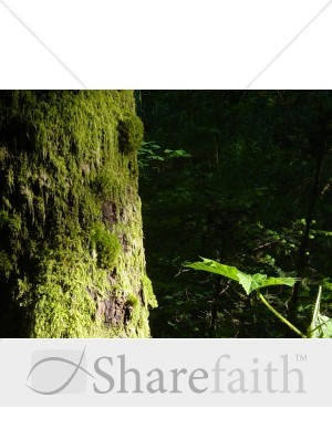Soft%20Light%20on%20a%20Mossy%20Tree