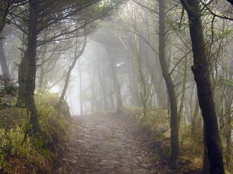 Path%20Through%20the%20Mist