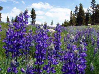 Purple Lupines in Mountain Meadow