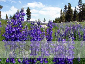 Purple%20Lupines%20in%20Mountain%20Meadow