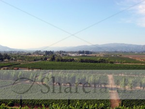 Crops%20Yield%20a%20Bounty