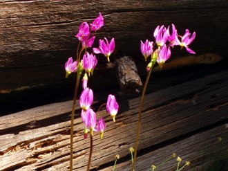 Gentle Pink Wildflowers