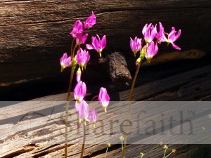 Gentle Pink Wildflowers