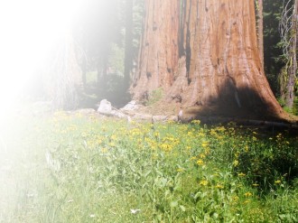 Giant%20Sequoia%20Tree%20Trunks