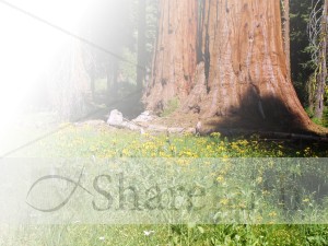 Giant%20Sequoia%20Tree%20Trunks