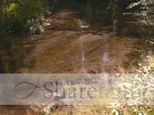 Still Pond Photo