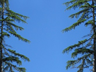 Pine%20Column%20Sky%20Background