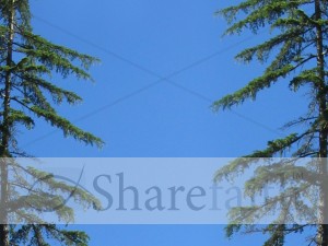 Pine%20Column%20Sky%20Background