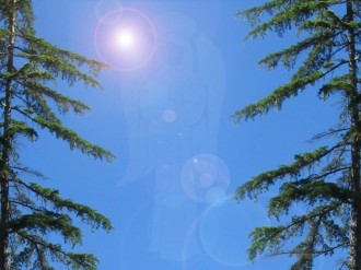 Pine%20Trees%20with%20Angel%20Watermark