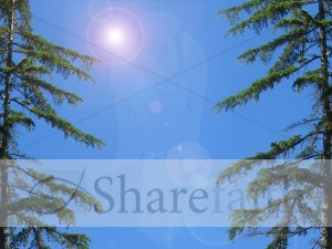 Pine Trees with Angel Watermark