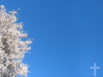 Spring Photo Background with Cross