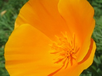Orange Flower Photo