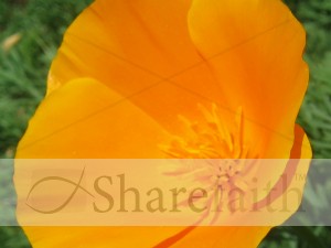 Orange Flower Photo