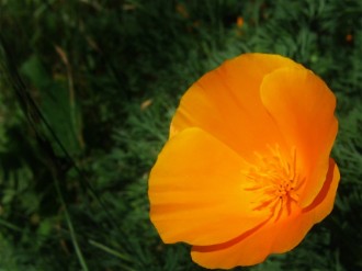 Orange Poppy Background Image