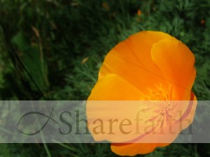 Orange%20Poppy%20Background%20Image