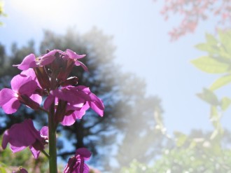 Purple%20Spring%20Flower%20Background
