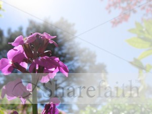 Purple Spring Flower Background