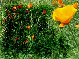 Yellow Flowers Spring Background