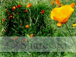 Yellow Flowers Spring Background