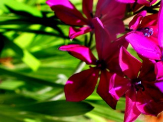 Purple Blossoms Detail Photo
