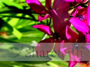 Purple Blossoms Detail Photo