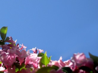 Blue Sky with Pink Flowers