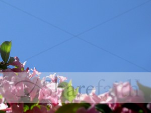 Blue Sky with Pink Flowers