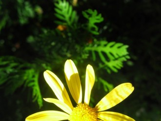 Yellow%20Flower%20Against%20Dark%20Background