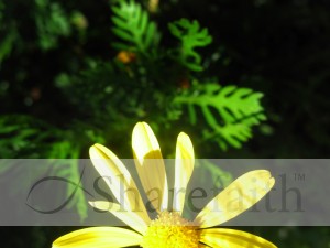 Yellow%20Flower%20Against%20Dark%20Background