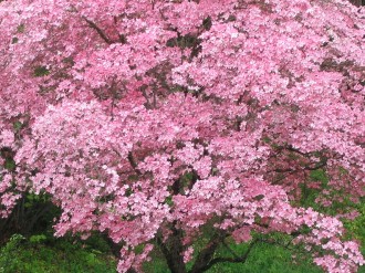 Spring Cherry Blossom Tree Photo