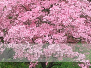 Spring Cherry Blossom Tree Photo