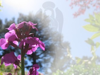 Purple%20Blooms%20with%20Angel%20Watermark