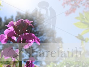 Purple Blooms with Angel Watermark