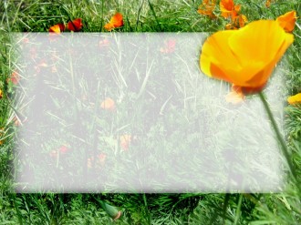 Orange Poppy with Text Field