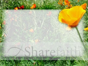 Orange Poppy with Text Field