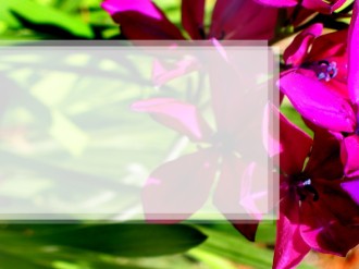 Purple%20Flower%20with%20Text%20Field