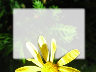 Yellow%20Flower%20with%20Text%20Field