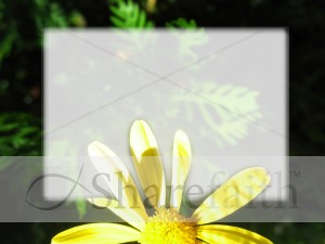 Yellow Flower with Text Field